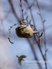 Filename=056_fotowilga~40.JPG
Filesize=46KB
Dimensions=360x480
Date added=Apr 08, 2017 056_fotowilga~40.JPG