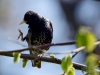 Filename=056_fotowilga~41.JPG
Filesize=233KB
Dimensions=700x525
Date added=Apr 13, 2017 056_fotowilga~41.JPG