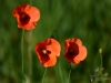 Filename=056_fotowilga~45.JPG
Filesize=189KB
Dimensions=700x525
Date added=May 20, 2017 056_fotowilga~45.JPG