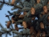 Filename=0573_fotowilga~14.JPG
Filesize=298KB
Dimensions=700x525
Date added=Feb 13, 2018 0573_fotowilga~14.JPG