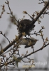 Filename=057_fotowilga~11.JPG
Filesize=59KB
Dimensions=339x480
Date added=Jan 26, 2015 057_fotowilga~11.JPG