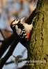 Filename=057_fotowilga~20.JPG
Filesize=86KB
Dimensions=339x480
Date added=Jan 08, 2016 057_fotowilga~20.JPG