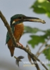 Filename=057_fotowilga~27.JPG
Filesize=66KB
Dimensions=343x480
Date added=Apr 17, 2016 057_fotowilga~27.JPG