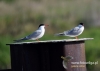 Filename=057_fotowilga~32.JPG
Filesize=60KB
Dimensions=640x457
Date added=Aug 06, 2016 057_fotowilga~32.JPG