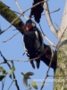 Filename=057_fotowilga~36.JPG
Filesize=63KB
Dimensions=360x480
Date added=Dec 17, 2016 057_fotowilga~36.JPG