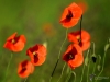 Filename=057_fotowilga~46.JPG
Filesize=208KB
Dimensions=700x525
Date added=May 20, 2017 057_fotowilga~46.JPG