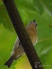 Filename=057_fotowilga~62.JPG
Filesize=255KB
Dimensions=525x700
Date added=Feb 17, 2019 057_fotowilga~62.JPG