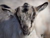 Filename=057_fotowilga~7.JPG
Filesize=258KB
Dimensions=700x525
Date added=Jun 26, 2019 057_fotowilga~7.JPG
