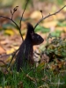 Filename=0581_fotowilga~19.JPG
Filesize=284KB
Dimensions=525x700
Date added=Mar 14, 2018 0581_fotowilga~19.JPG
