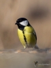 Filename=0588_fotowilga.JPG
Filesize=205KB
Dimensions=525x700
Date added=Jul 20, 2019 0588_fotowilga.JPG