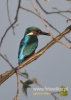 Filename=058_fotowilga~21.JPG
Filesize=65KB
Dimensions=343x480
Date added=Nov 12, 2015 058_fotowilga~21.JPG
