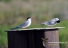 Filename=058_fotowilga~31.JPG
Filesize=61KB
Dimensions=640x457
Date added=Aug 06, 2016 058_fotowilga~31.JPG