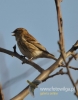 Filename=058_fotowilga~32.JPG
Filesize=67KB
Dimensions=377x480
Date added=Aug 23, 2016 058_fotowilga~32.JPG