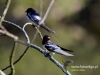 Filename=058_fotowilga~40.JPG
Filesize=68KB
Dimensions=640x480
Date added=Feb 17, 2017 058_fotowilga~40.JPG