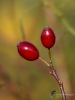 058_fotowilga~55.JPG