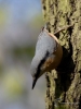 Filename=058_fotowilga~6.JPG
Filesize=263KB
Dimensions=525x700
Date added=Jul 04, 2019 058_fotowilga~6.JPG