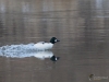 Filename=058_fotowilga~60.JPG
Filesize=254KB
Dimensions=700x525
Date added=Feb 06, 2019 058_fotowilga~60.JPG