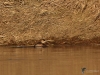 Filename=058_fotowilga~61.JPG
Filesize=383KB
Dimensions=700x525
Date added=Feb 10, 2019 058_fotowilga~61.JPG