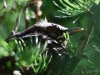 Filename=058_fotowilga~63.JPG
Filesize=283KB
Dimensions=700x525
Date added=Apr 28, 2019 058_fotowilga~63.JPG
