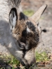 Filename=058_fotowilga~65.JPG
Filesize=331KB
Dimensions=525x700
Date added=Jul 10, 2019 058_fotowilga~65.JPG