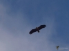 Filename=058_fotowilga~66.JPG
Filesize=217KB
Dimensions=700x525
Date added=Dec 01, 2019 058_fotowilga~66.JPG