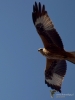 Filename=058_fotowilga~67.JPG
Filesize=219KB
Dimensions=525x700
Date added=Dec 09, 2019 058_fotowilga~67.JPG