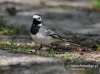 Filename=0590_fotowilga~8.JPG
Filesize=103KB
Dimensions=640x475
Date added=Jan 20, 2016 0590_fotowilga~8.JPG