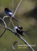 Filename=059_fotowilga~29.JPG
Filesize=45KB
Dimensions=357x480
Date added=May 11, 2016 059_fotowilga~29.JPG