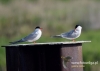 Filename=059_fotowilga~33.JPG
Filesize=59KB
Dimensions=640x457
Date added=Aug 05, 2016 059_fotowilga~33.JPG