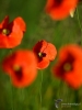 Filename=059_fotowilga~42.JPG
Filesize=191KB
Dimensions=525x700
Date added=May 20, 2017 059_fotowilga~42.JPG
