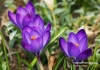 059_fotowilga~9.JPG