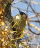 060_fotowilga~16.JPG
