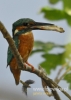 Filename=060_fotowilga~17.JPG
Filesize=68KB
Dimensions=343x480
Date added=Feb 11, 2016 060_fotowilga~17.JPG
