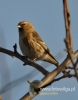 Filename=060_fotowilga~18.JPG
Filesize=66KB
Dimensions=377x480
Date added=Mar 06, 2016 060_fotowilga~18.JPG