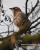 Filename=060_fotowilga~20.JPG
Filesize=87KB
Dimensions=384x480
Date added=Apr 05, 2016 060_fotowilga~20.JPG