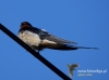 Filename=060_fotowilga~22.JPG
Filesize=53KB
Dimensions=640x475
Date added=May 11, 2016 060_fotowilga~22.JPG