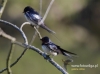 Filename=060_fotowilga~27.JPG
Filesize=63KB
Dimensions=640x475
Date added=Aug 01, 2016 060_fotowilga~27.JPG
