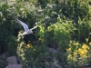 Filename=060_fotowilga~35.JPG
Filesize=275KB
Dimensions=700x525
Date added=Mar 25, 2019 060_fotowilga~35.JPG