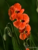 Filename=060_fotowilga~39.JPG
Filesize=210KB
Dimensions=525x700
Date added=May 20, 2017 060_fotowilga~39.JPG