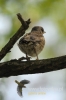 Filename=060_fotowilga~43.JPG
Filesize=66KB
Dimensions=320x480
Date added=Jul 25, 2017 060_fotowilga~43.JPG