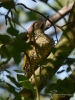 Filename=060_fotowilga~44.JPG
Filesize=261KB
Dimensions=525x700
Date added=Aug 01, 2017 060_fotowilga~44.JPG