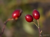 Filename=060_fotowilga~48.JPG
Filesize=199KB
Dimensions=700x525
Date added=Dec 04, 2017 060_fotowilga~48.JPG
