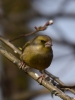 Filename=060_fotowilga~58.JPG
Filesize=229KB
Dimensions=525x700
Date added=May 12, 2019 060_fotowilga~58.JPG
