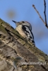 Filename=061_fotowilga~14.JPG
Filesize=74KB
Dimensions=328x480
Date added=Nov 05, 2015 061_fotowilga~14.JPG