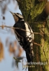 Filename=061_fotowilga~18.JPG
Filesize=86KB
Dimensions=339x480
Date added=Dec 12, 2015 061_fotowilga~18.JPG