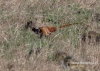 061_fotowilga~25.JPG
