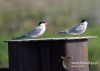 Filename=061_fotowilga~29.JPG
Filesize=62KB
Dimensions=640x457
Date added=Aug 05, 2016 061_fotowilga~29.JPG