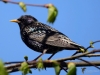 Filename=061_fotowilga~34.JPG
Filesize=255KB
Dimensions=700x525
Date added=Apr 12, 2017 061_fotowilga~34.JPG