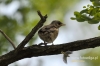 Filename=061_fotowilga~40.JPG
Filesize=91KB
Dimensions=640x427
Date added=Aug 12, 2017 061_fotowilga~40.JPG