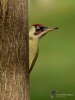 Filename=061_fotowilga~46.JPG
Filesize=267KB
Dimensions=525x700
Date added=Feb 24, 2018 061_fotowilga~46.JPG